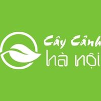 mtvcaycanhhanoi
